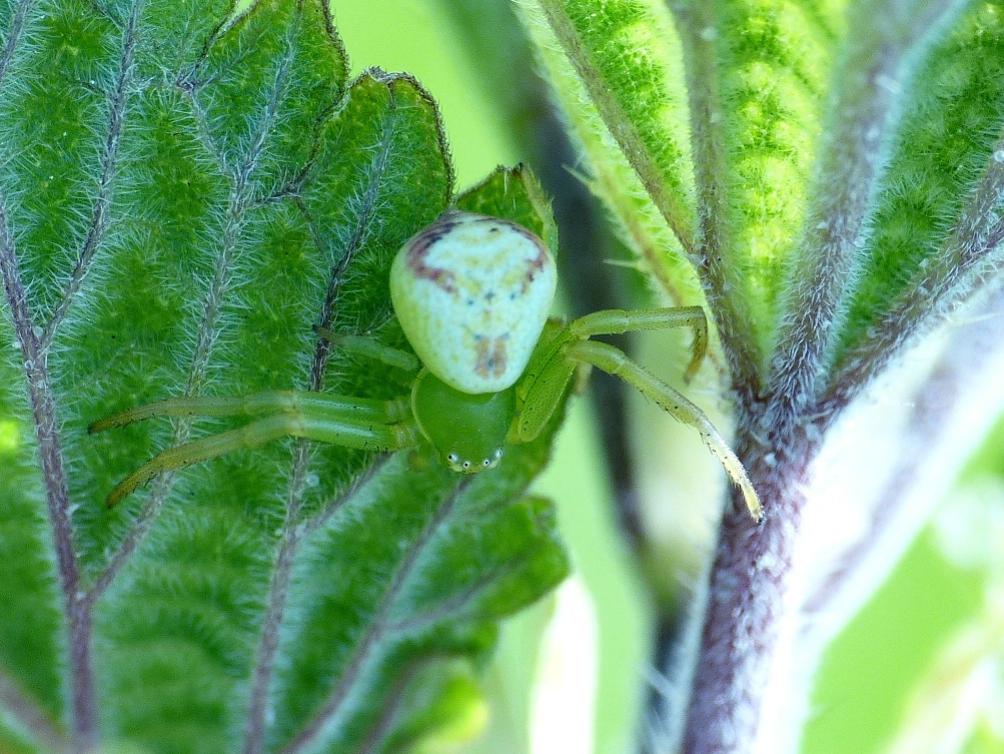 Carrellata di Ebrechtella tricuspidata - Roma